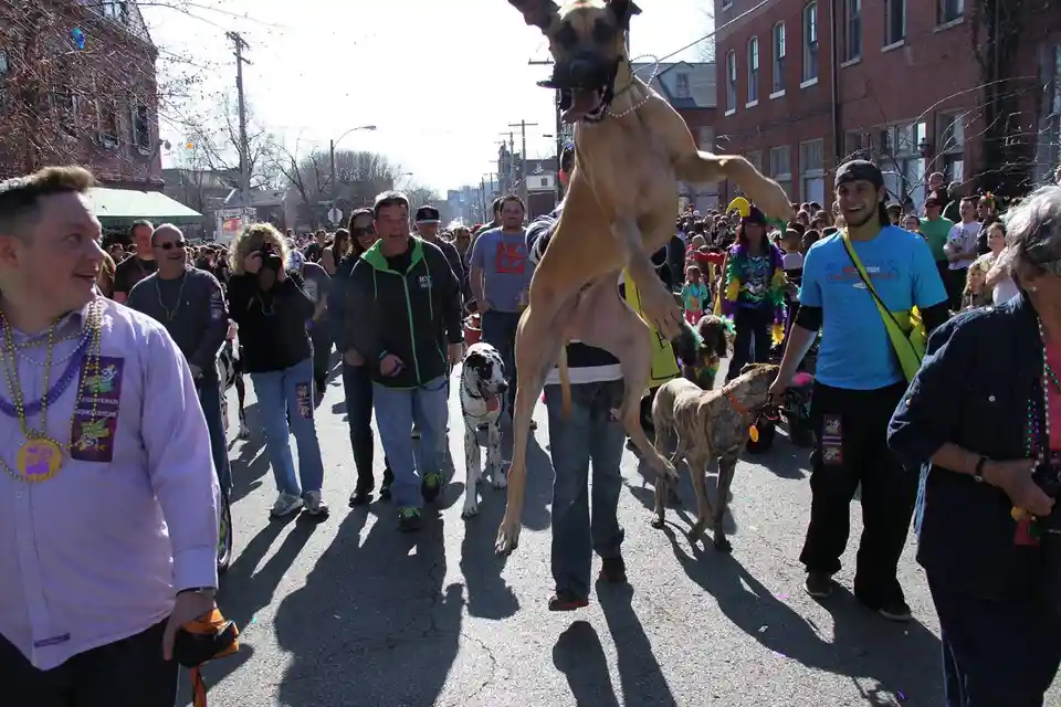 A large, tan Great Dane is captured mid-air, leaping energetically during a street parade, with its front paws extended and…