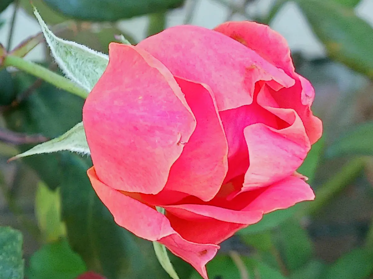 A close-up photograph of a pink rosebud with green leaves and stems in the background. The image has text overlaid that…