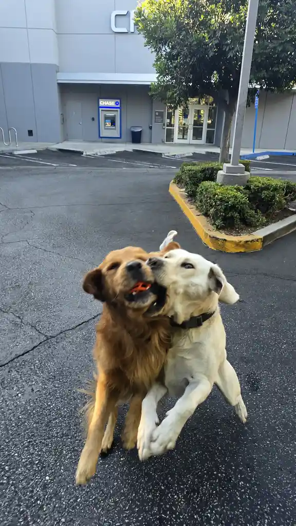 Two dogs, one golden retriever and one white lab, are playfully wrestling in a parking lot in front of a Chase bank. The…