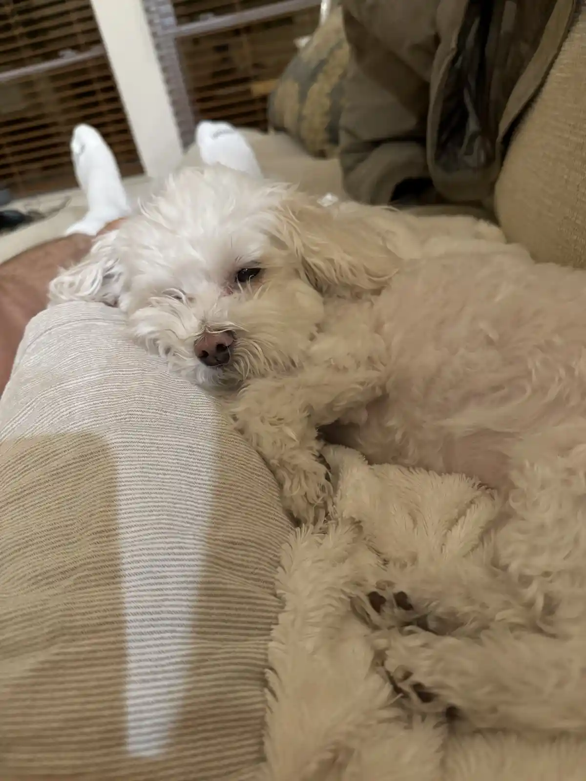 A small, fluffy white dog is curled up and sleeping soundly on a person's lap, which is covered by a striped blanket. The…