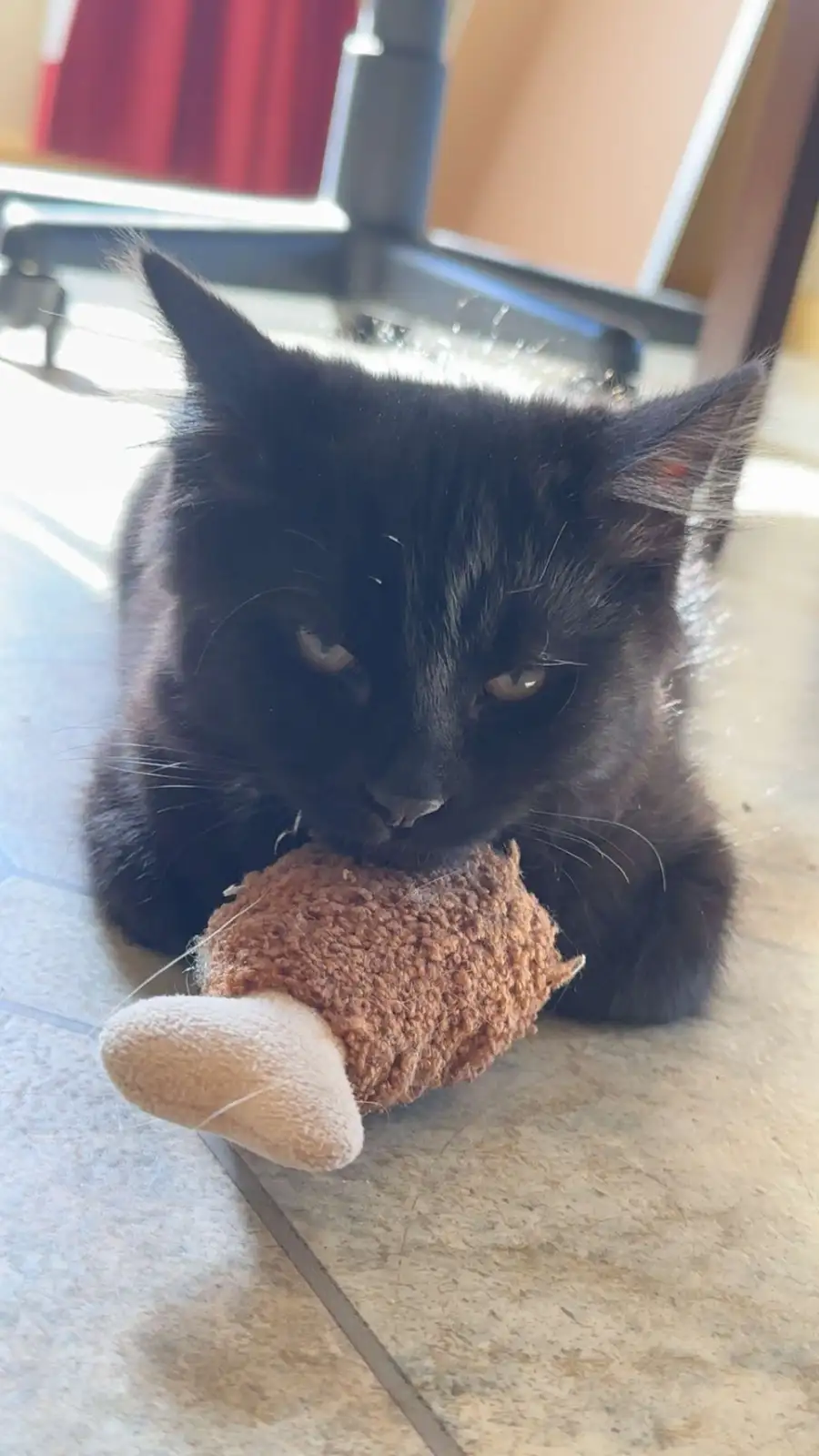 A black cat with a grumpy expression is lying on a tiled floor, holding a brown knitted toy in its mouth. The cat's eyes are…
