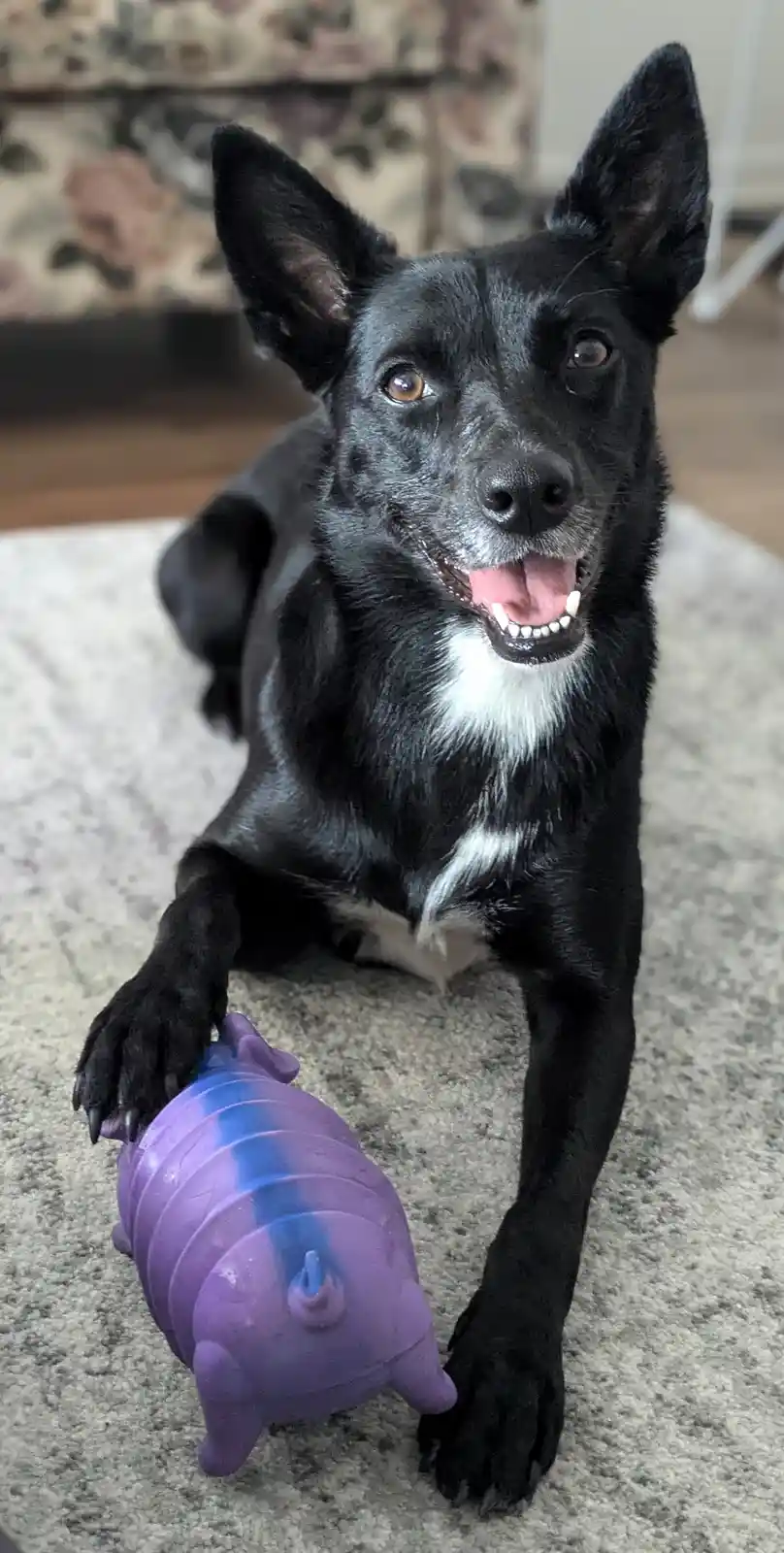 A black dog with white markings on its chest and muzzle sits on a gray carpet, looking directly at the camera with its mouth…