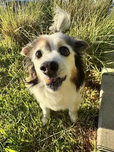 A small, fluffy dog with white, black, and tan fur stands in green grass, looking up at the camera with a happy, slightly…