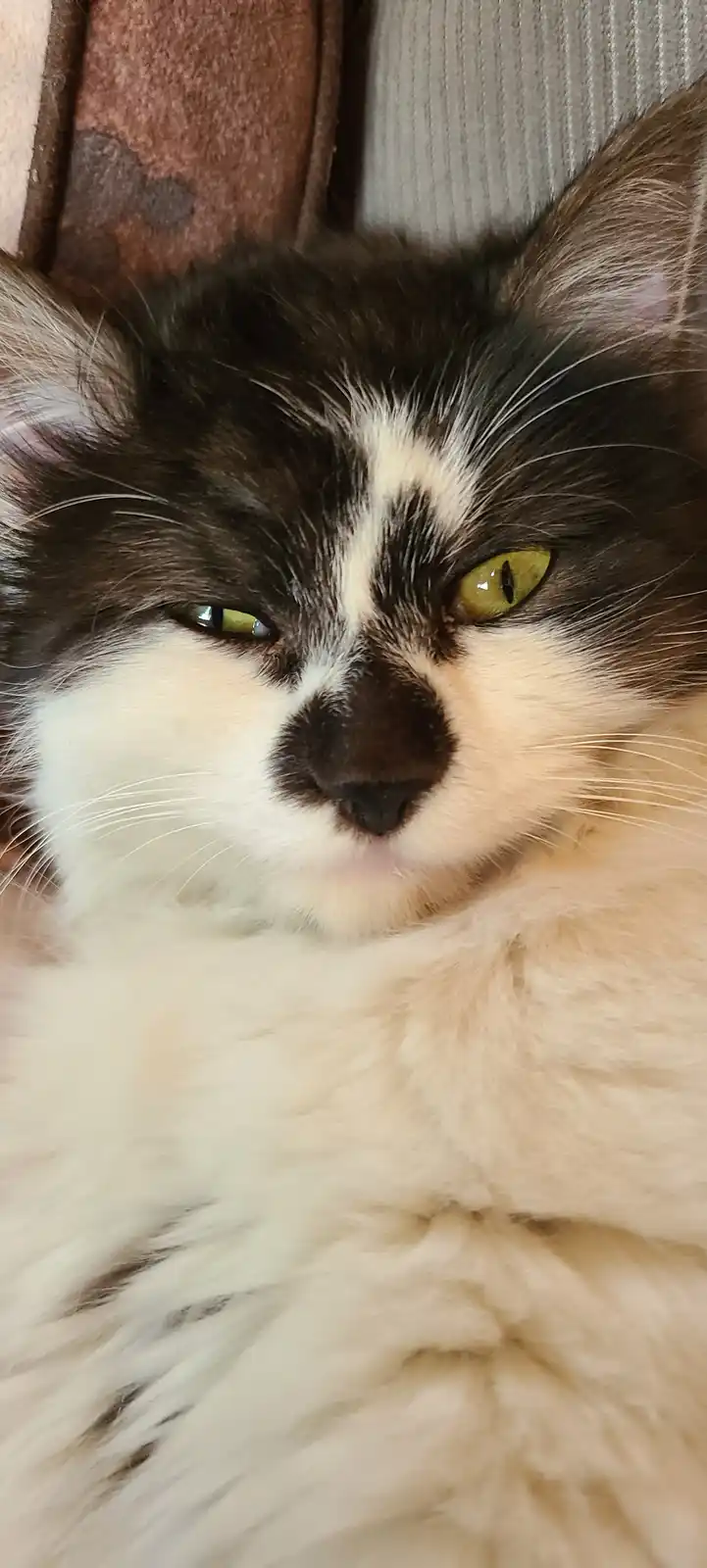 A close-up photo of a fluffy black-and-white cat with green eyes, looking directly at the camera with one eye slightly…