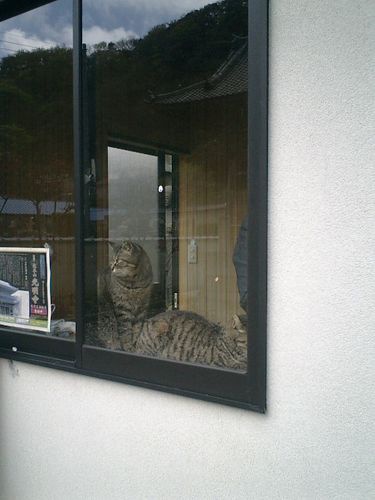 A tabby cat is seen lounging inside a house, viewed through a window with black frames. The cat is looking out, and overlaid…
