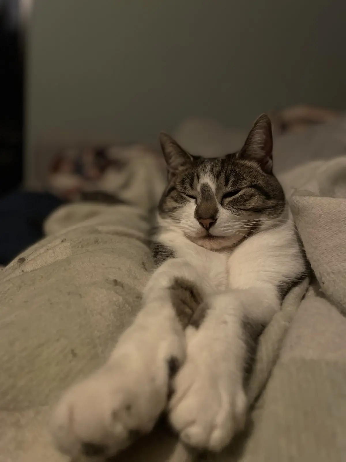 A gray and white tabby cat is lying on a bed, eyes closed and paws stretched out, appearing deeply relaxed or asleep. The…
