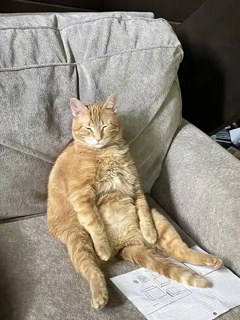 An orange tabby cat is lounging comfortably on a gray patterned couch with its eyes closed, appearing deeply relaxed. A…