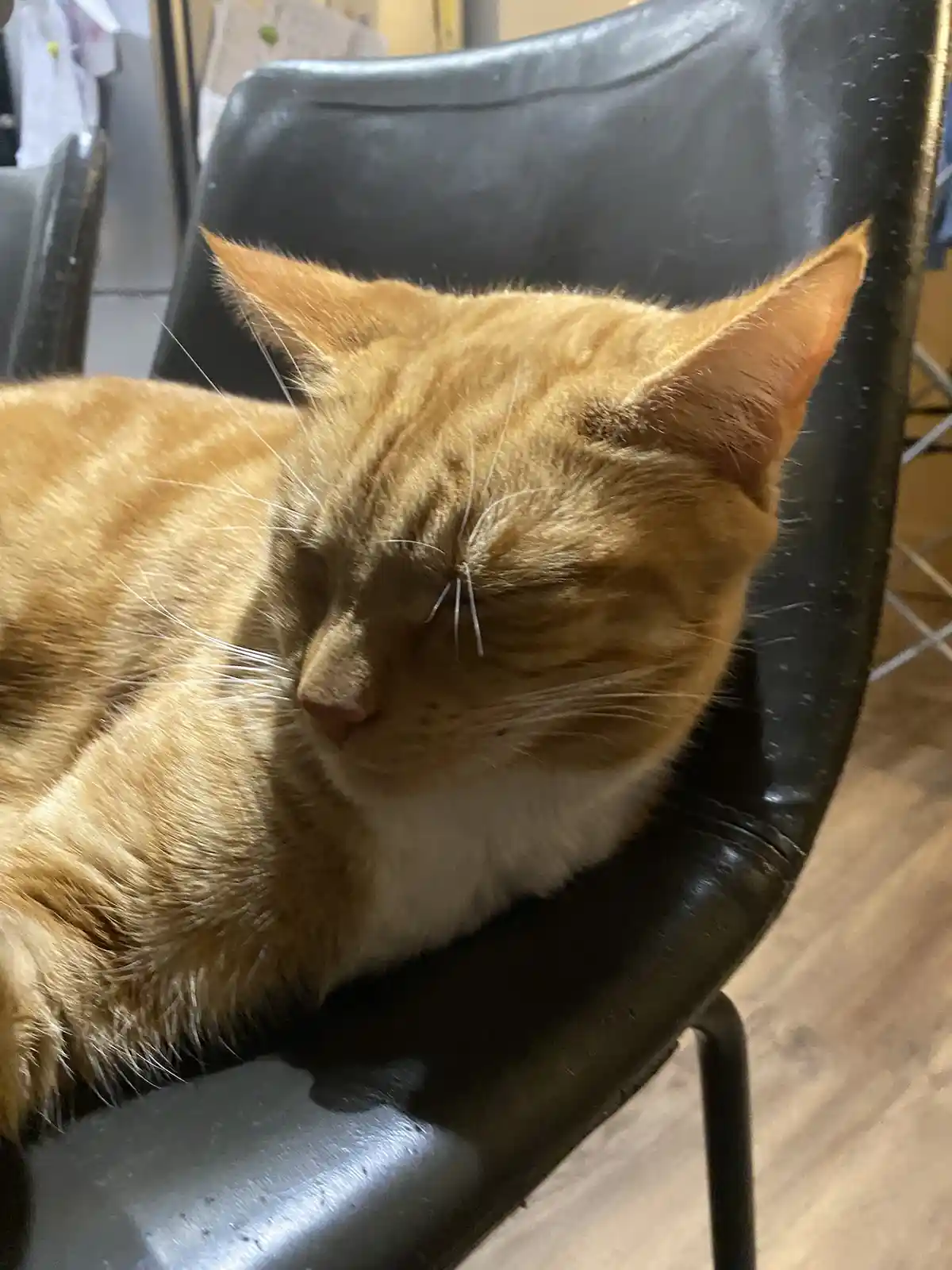 A ginger cat with a white chest is sleeping peacefully on a black chair, its eyes closed and whiskers relaxed. A small…