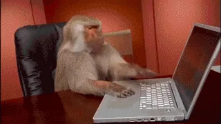 A baboon sits at a desk using a laptop, then dramatically throws its head back in apparent frustration or exhaustion before…