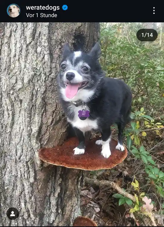 A small black and white dog with a purple tag that reads 'Leasa Baby' is standing on a large, flat, brown mushroom growing…