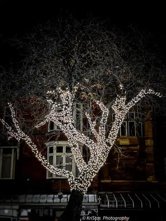 A bare, leafless tree at night is heavily decorated with strings of bright white fairy lights wrapped around its branches…