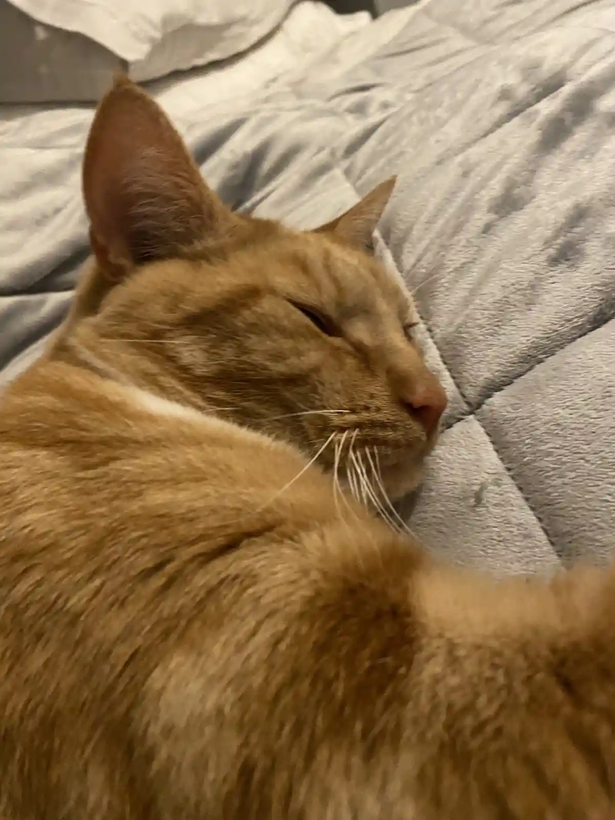 A close-up photo shows a ginger cat sleeping peacefully on a grey, textured blanket or comforter. The cat's eyes are closed…
