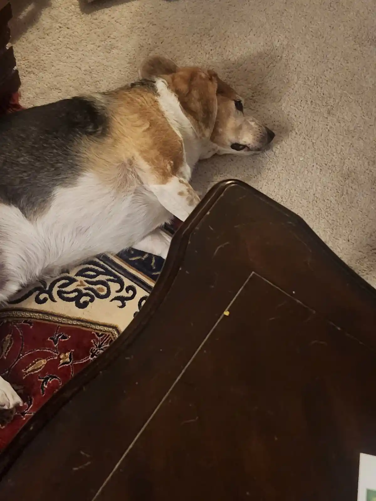 A tricolor beagle dog is lying on a patterned rug next to a dark wooden table, looking relaxed and slightly drowsy. The…