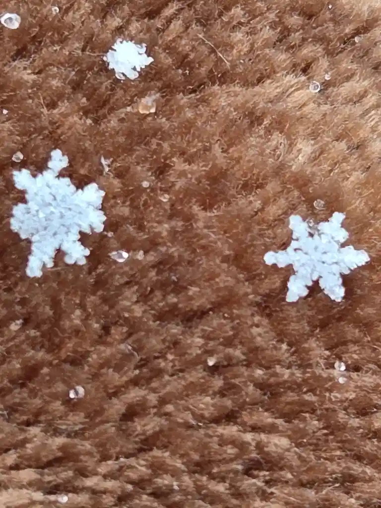 A close-up photo shows several small, intricate white snowflakes resting on a textured, brown, furry surface, with tiny…
