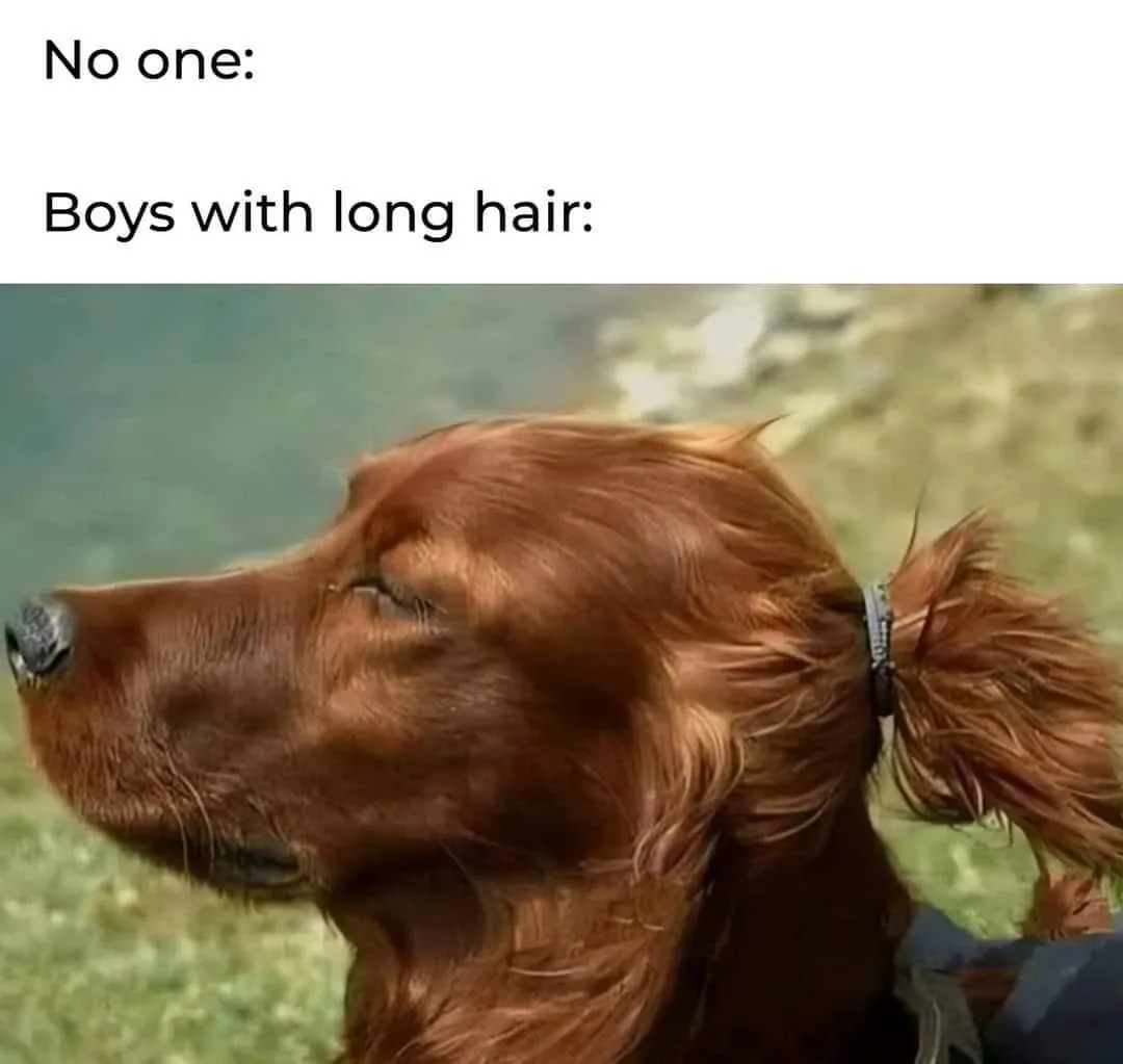A close-up of a brown dog with long, wavy fur styled into a ponytail secured by a black hair tie, eyes closed in apparent…