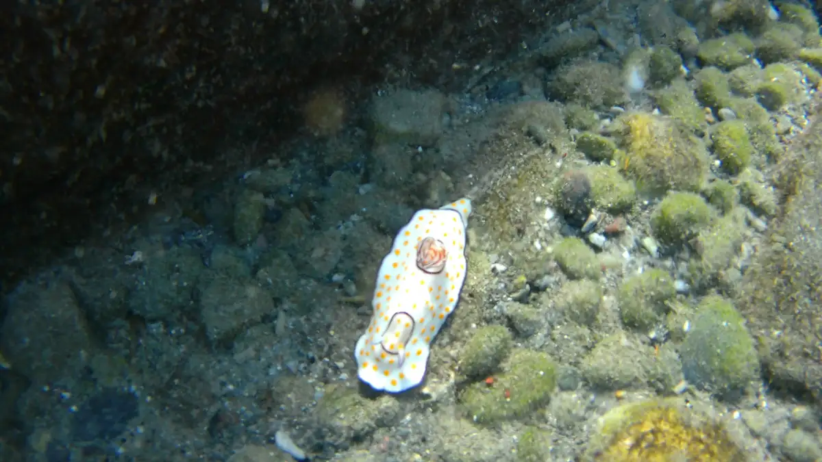 An underwater photo shows a white sea slug with orange spots and a small shell on its back, crawling on a sandy…