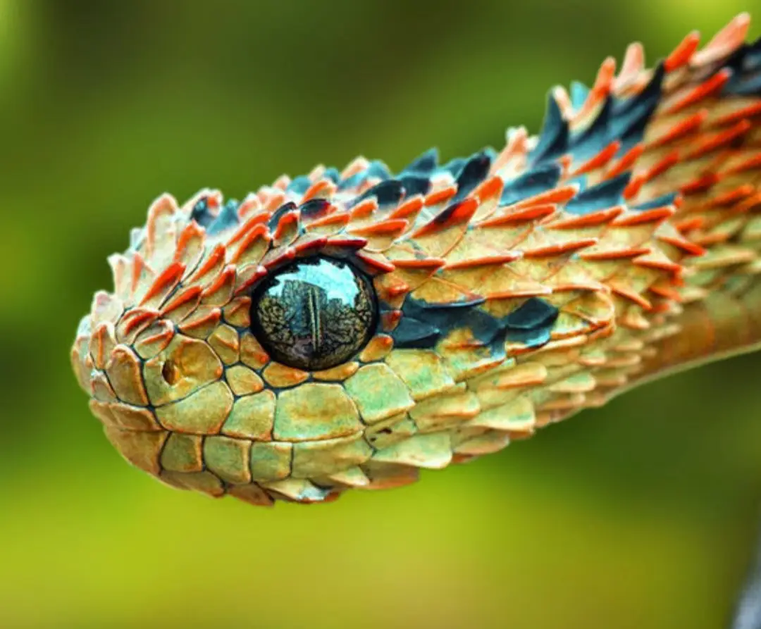 A close-up photograph of a colorful snake, likely a pit viper, with vibrant orange, blue, and green scales and a large…