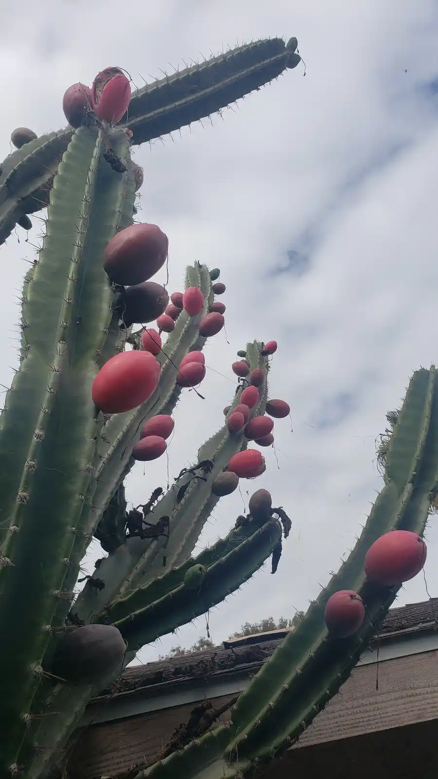 A low-angle photo shows a tall, green, spiky cactus covered in numerous round, red fruits against a cloudy sky, with a roof…