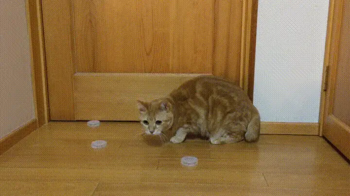 A sequence of six panels shows a ginger tabby cat cautiously approaching scattered coins on a wooden floor near a door, then…