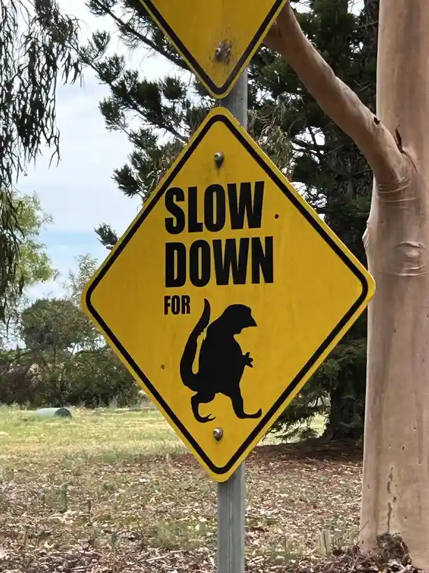 A yellow diamond-shaped road sign with black text and a silhouette of a kangaroo, mounted on a metal pole beside a tree in a…