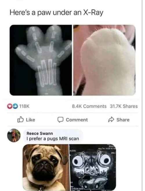 The image displays two side-by-side photos: an X-ray of a cat's paw showing bones, and a close-up of the same paw's fluffy…