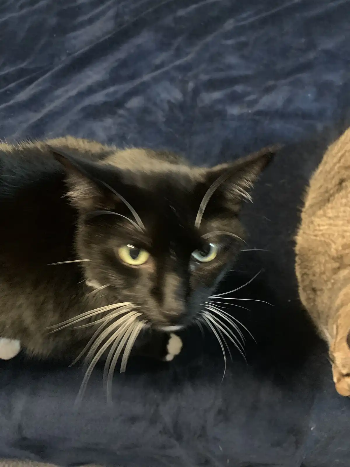 A black cat with yellow eyes and white whiskers stares intensely at the camera while lying on a dark blue blanket, with a…