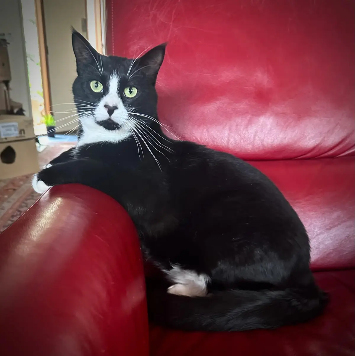 A black and white cat with bright green eyes sits regally on a red leather couch, its front paw resting on the armrest. The…
