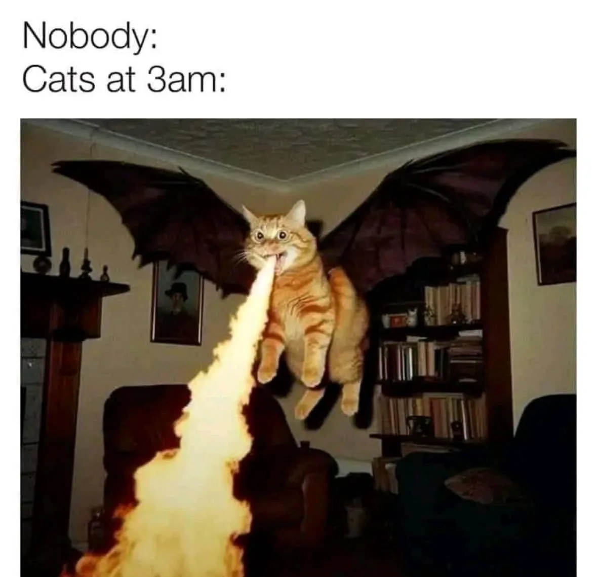 My Cat's Late-Night Adventures at 3 AM