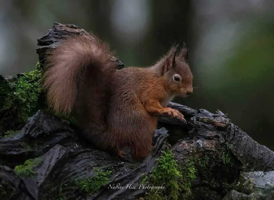 A red squirrel with a large bushy tail sits on a mossy, wet tree stump in a blurry forest background. Raindrops are visible…