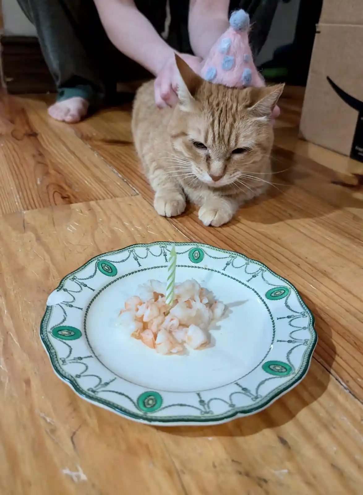 An orange tabby cat wearing a pink party hat sits on a wooden floor, looking down at a plate of shrimp with a single green…