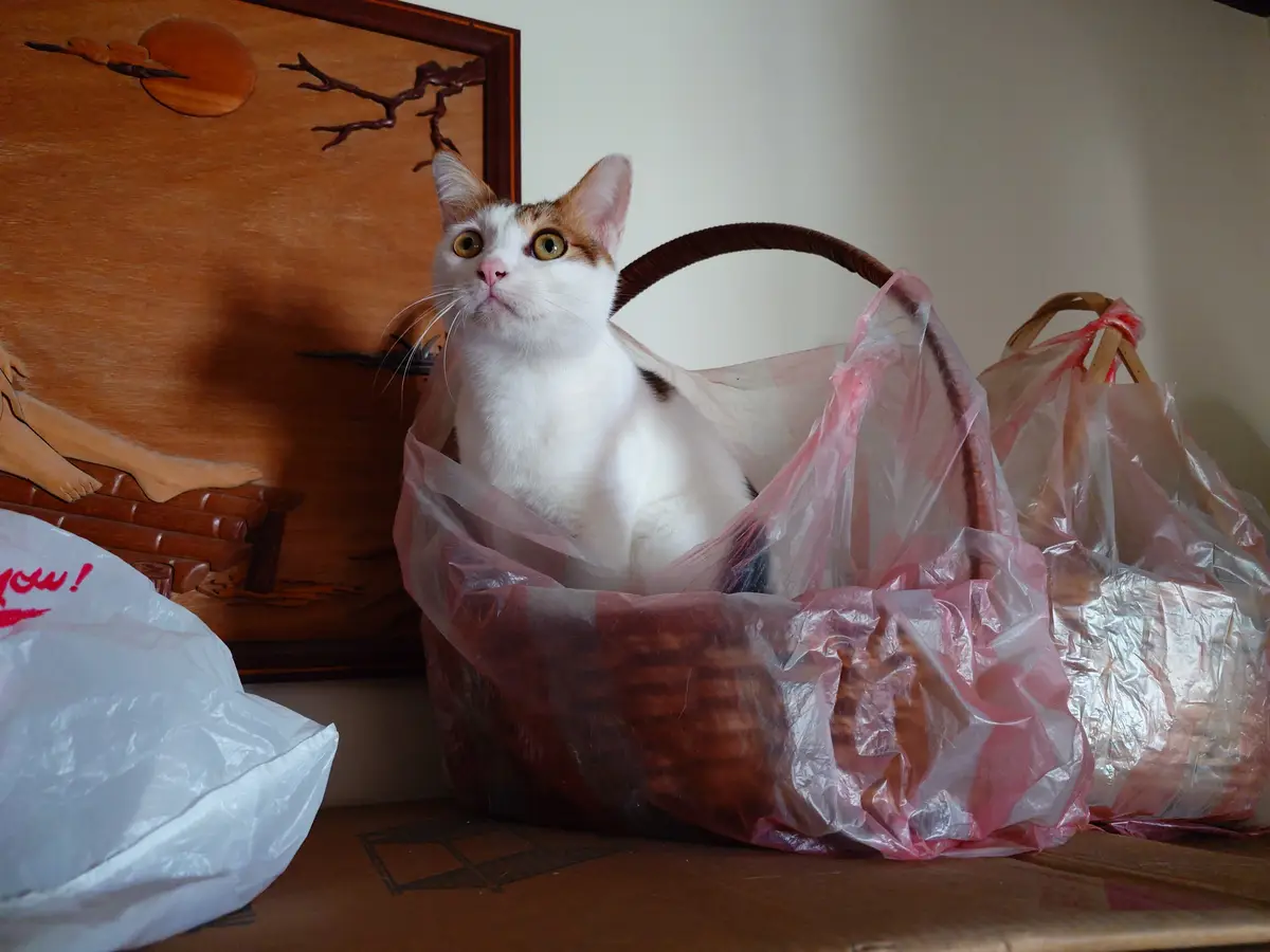 A white and orange cat with wide, surprised eyes sits inside a wicker basket lined with a pink plastic bag. The basket rests…