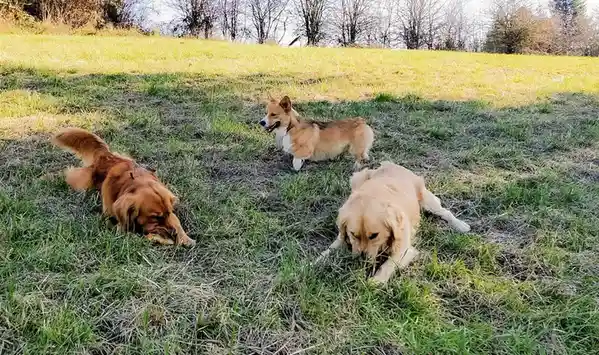 Three dogs are in a grassy field: a golden retriever on the right, a corgi in the middle, and a brown dog on the left. All…