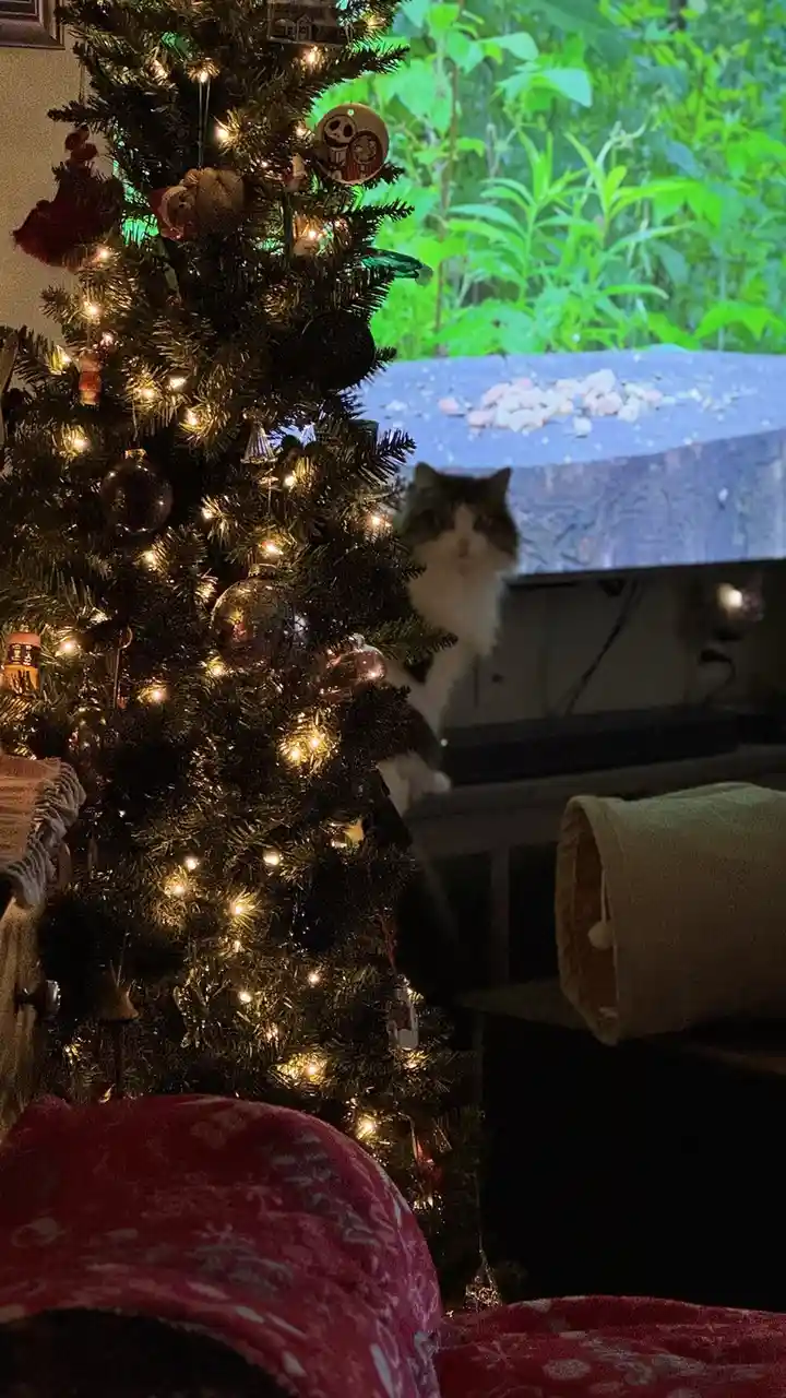 A fluffy, long-haired cat with dark patches sits behind a decorated Christmas tree, looking directly at the camera with a…