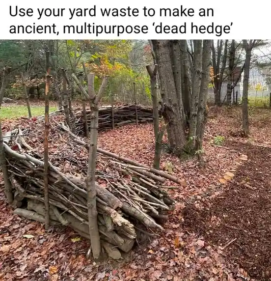 An outdoor scene shows a rustic, curved barrier made of stacked sticks and branches, resembling a hedge, set in a yard…