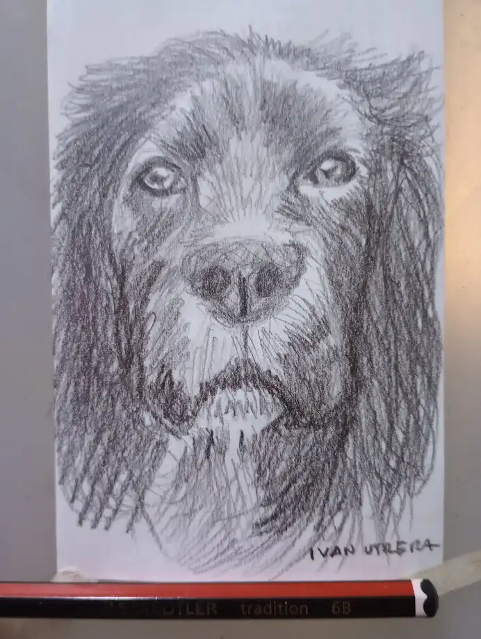 A detailed pencil sketch of a dog's face with long, shaggy fur and soulful eyes, signed 'ivan utreza' in the bottom right…