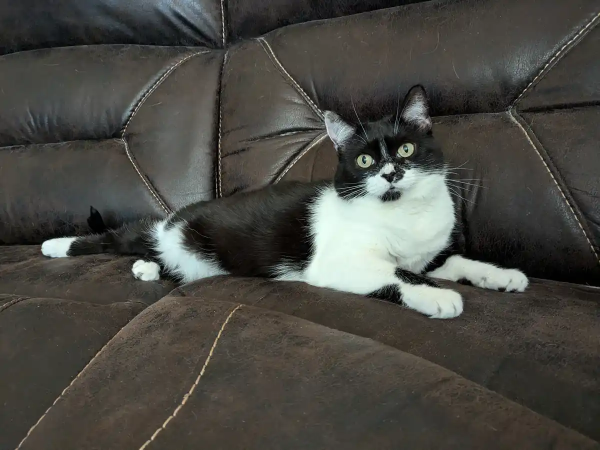 A black and white cat with wide, surprised-looking green eyes lies on a brown leather couch, looking directly at the camera…