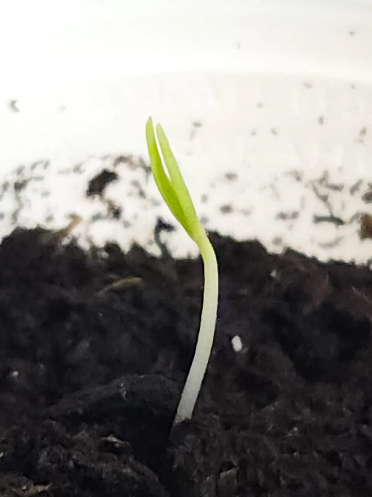 Welcome to the World, Baby Bhut Jolokia!
