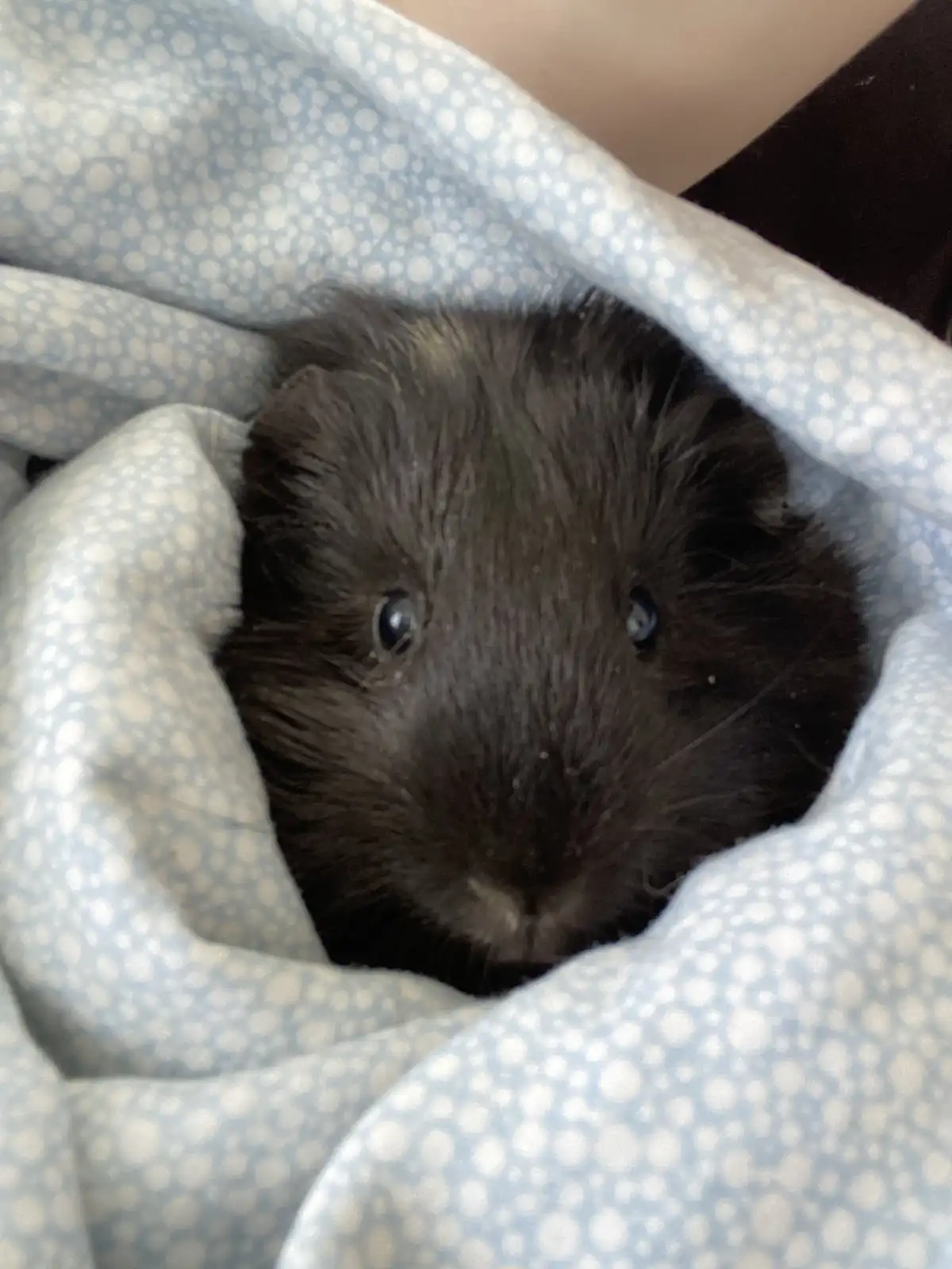 A close-up photo shows a small, dark-furred guinea pig peeking out from under a light blue blanket with white polka dots…