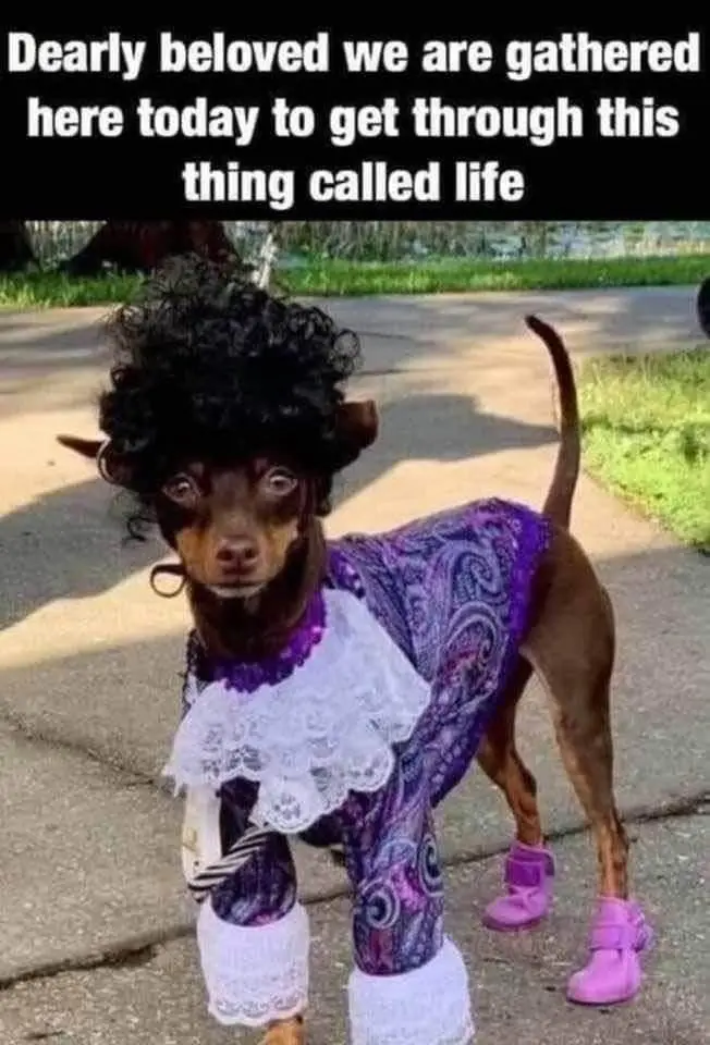 A small brown dog is dressed in a purple paisley outfit with white lace trim, wearing pink boots and a black curly wig…