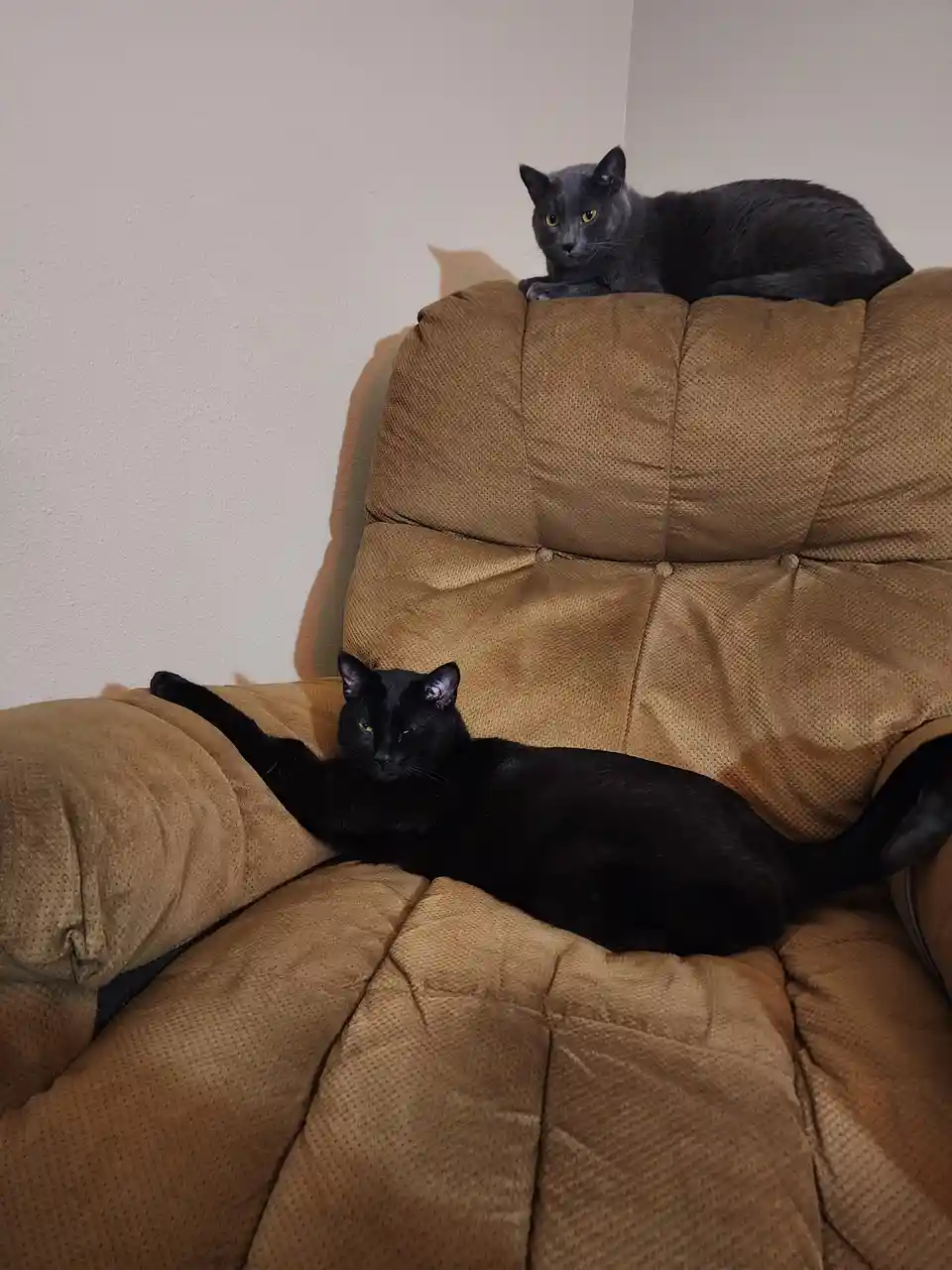 Two cats are lounging on a brown textured recliner; a black cat lies stretched out on the seat while a gray cat perches atop…