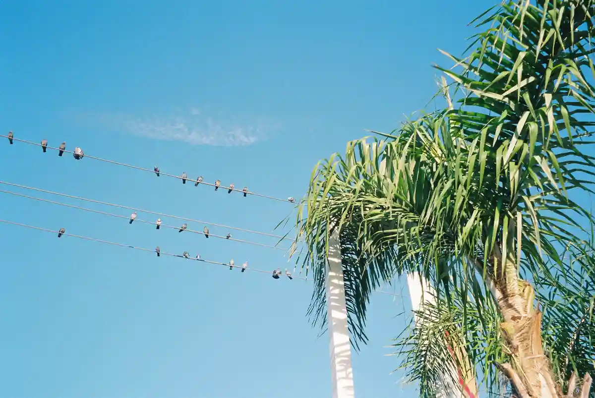 Captured on 35mm Film: Costa Mesa, CA, 12/24
