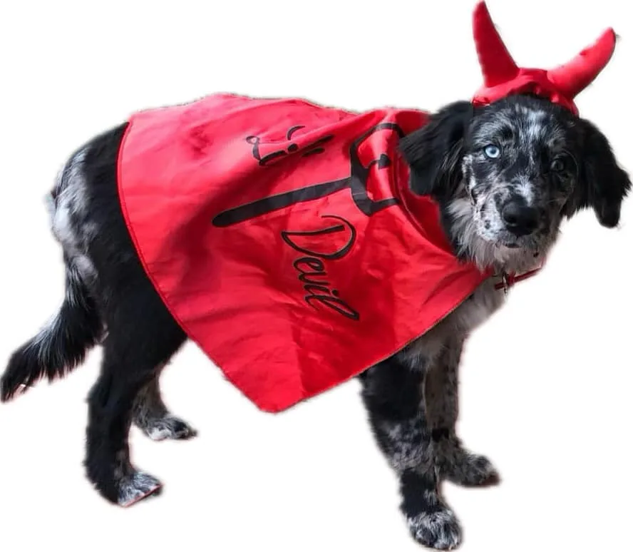 A black and white dog with one blue eye and one brown eye wears a red devil costume with horns and a cape that says 'Devil'…