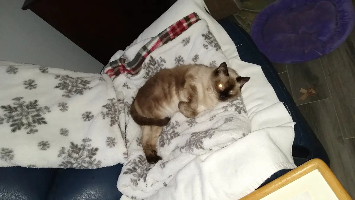 A siamese cat is curled up sleeping on a white blanket with grey snowflake patterns, resting on a dark blue couch. The cat's…