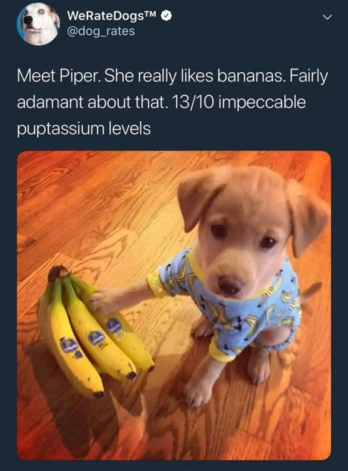 A light brown puppy wearing a blue pajama shirt with banana prints sits on a wooden floor and holds a bunch of bananas with…