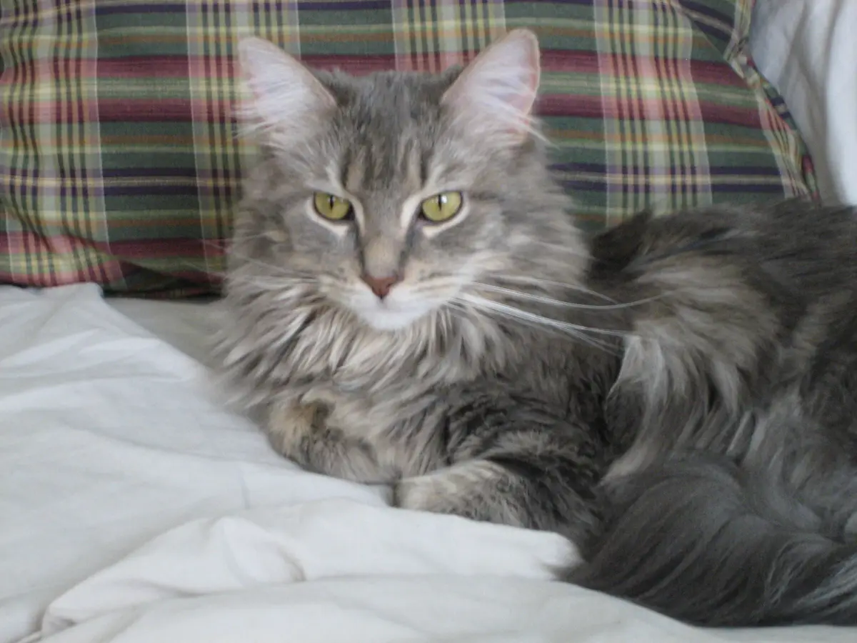A fluffy gray tabby cat with green eyes lies on white bedding, looking directly at the camera with a bored expression, in…