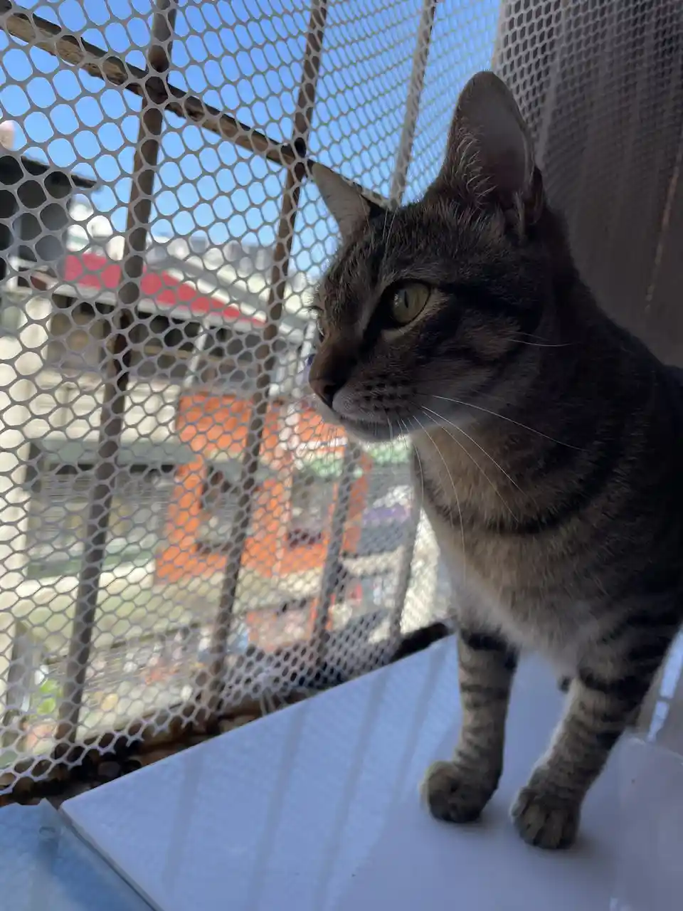 A tabby cat with green eyes stands on a white surface behind a white mesh screen, looking off to the side with a bored or…