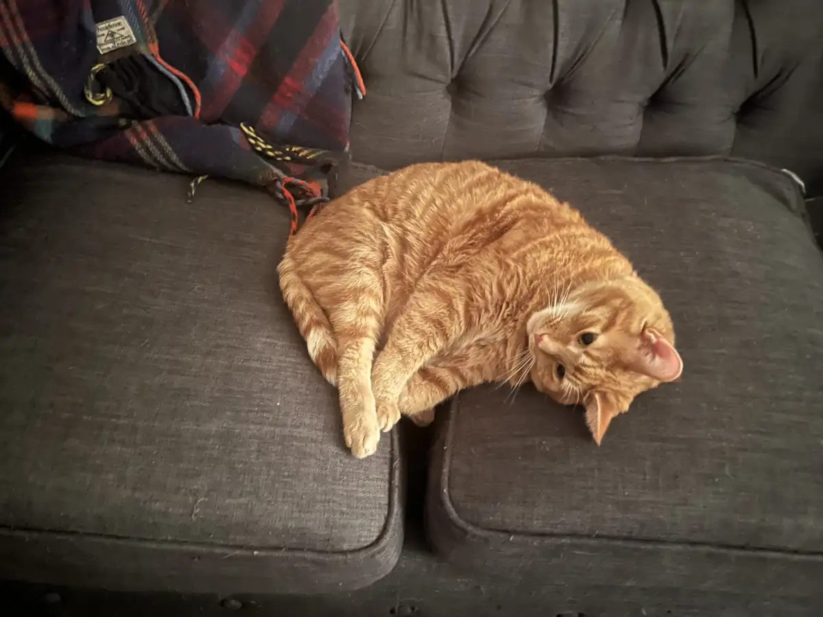 An orange tabby cat is lounging on a dark gray tufted couch, curled up with its head resting on the cushion and one paw…