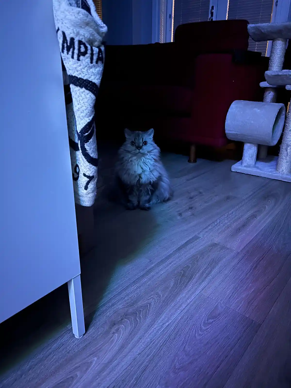 A fluffy, long-haired cat sits on a wooden floor in a dimly lit room, illuminated by a blue light, looking directly at the…