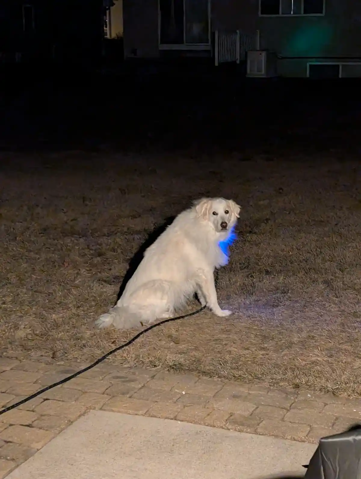 A fluffy white dog sits patiently on dry grass at night, illuminated by a flashlight or phone light, with a blue glow around…