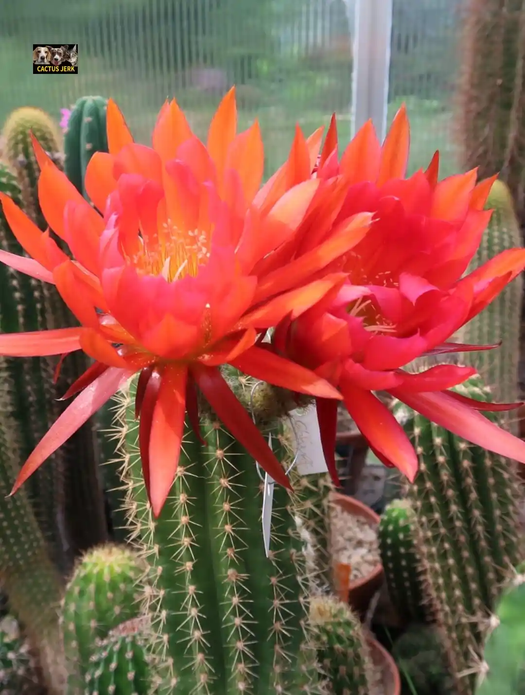 A close-up photo shows two vibrant orange-red flowers blooming from a spiky green cactus, with other cacti visible in the…